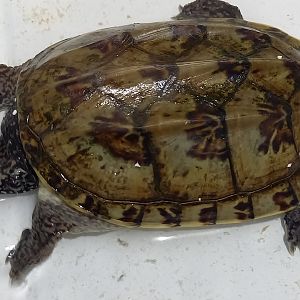 Staurotypus triporcatus