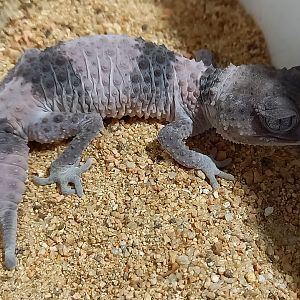 Nephrurus wheeleri cintus