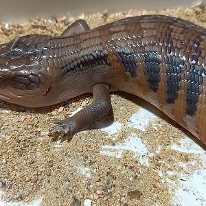 Tiliqua scincoides intermedia