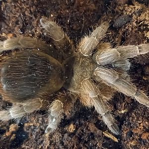 Stichoplastorus species ( Costa Rica )