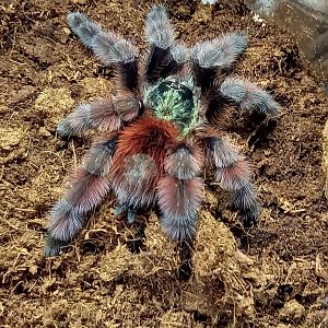 Caribena versicolor