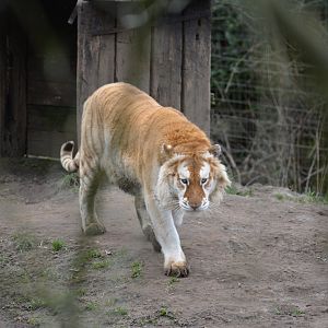 Golden "strawberry" Tiger