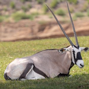 Gemsbok