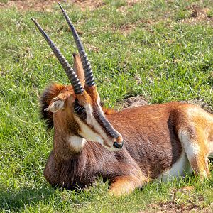 Sable Antelope