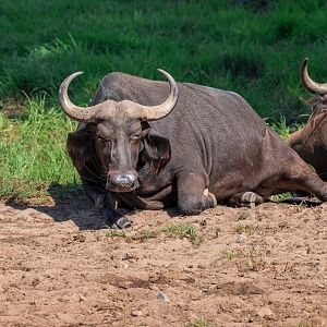 Cape Buffalo
