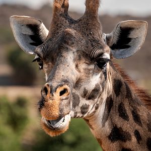 Gowan the Masai Giraffe