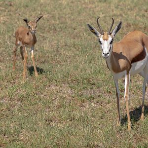 South African Springbok with fawn