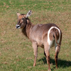 Ellipsen Waterbuck