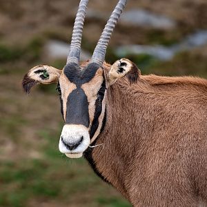 Fringe Eared Oryx