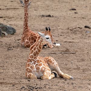 Generic Giraffe calf