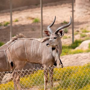 Greater Kudu