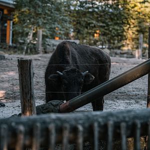 Young Bison at feeding station