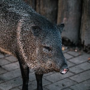 Peccary