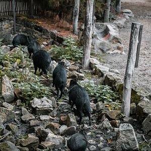 Peccary