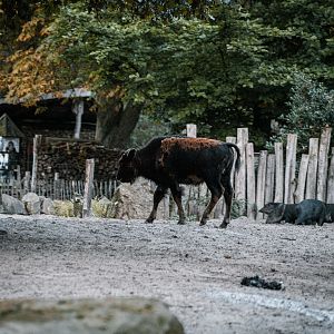 Young Bison and Peccary