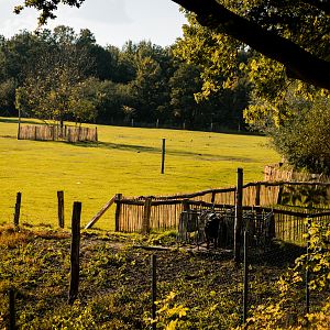 Meadow with Pig pens in the foreground