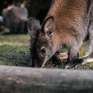 Wallaby