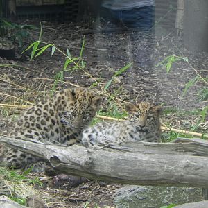 Amur Leopard cubs - Bellewaerde Park 2016