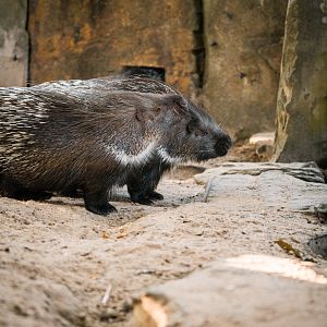 Porcupine