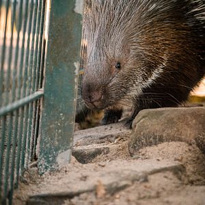 Porcupine