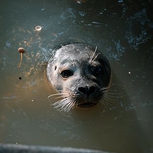 Seal