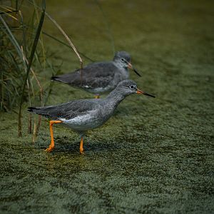 Common Redshank