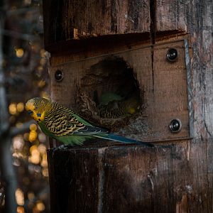 Budgie in front of nest
