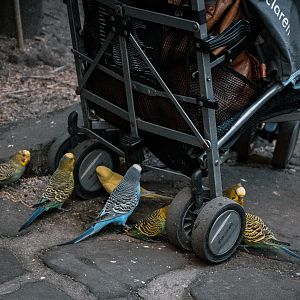 Budgies attacking stroller