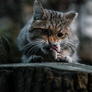 Wild Cat