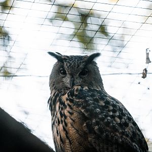 Eagle Owl