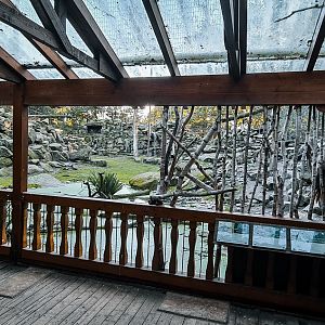 Griffon Vulture, Bald Ibis, Ibex and Terrapin