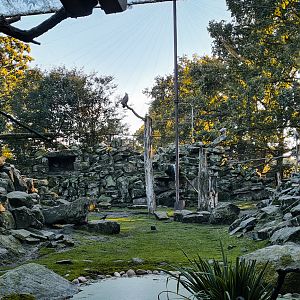 Griffon Vulture, Bald Ibis, Ibex and Terrapin