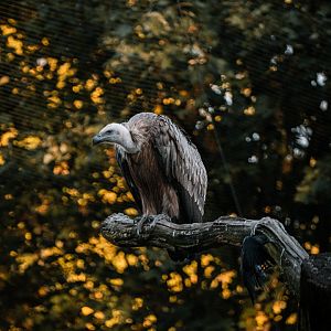 Griffon Vulture