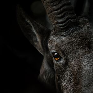 Ibex