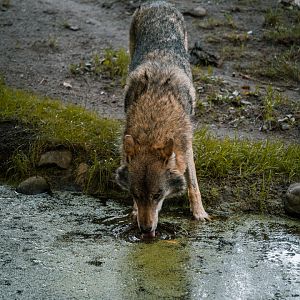 Wolf drinking