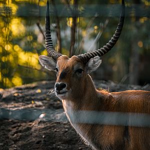 Lechwe
