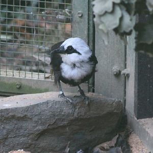 Sumatran laughing-thrush