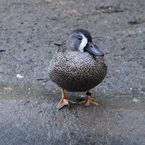 Blue-winged teal