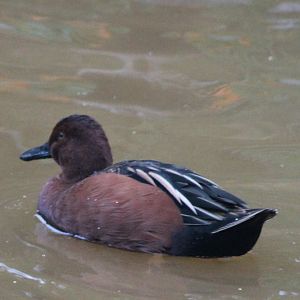 Cinnamon teal