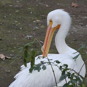 American white pelican