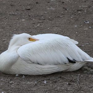 American white pelican