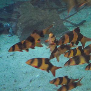School of Clown Loaches - Zooparc de Beauval - 11/2021