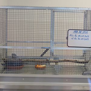 Raising cage for juvenile Spix's macaws, 2022-09-14