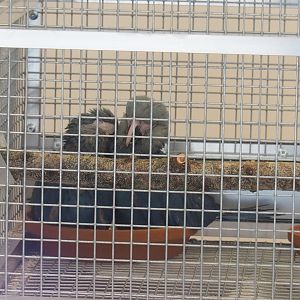 Juvenile Spix's macaws (Cyanopsitta spixii), 2022-09-15