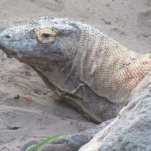 Komodo dragon