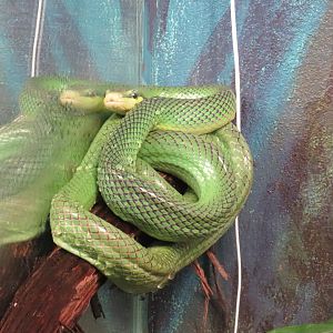 Red-tailed green rat snake