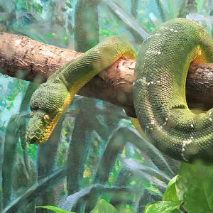 Emerald tree boa