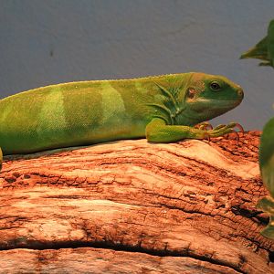 Fijian banded iguana