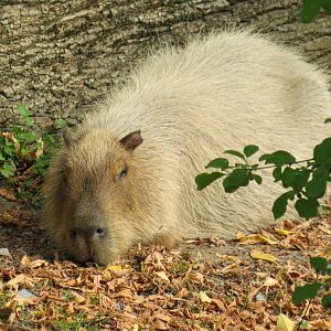 Capybara
