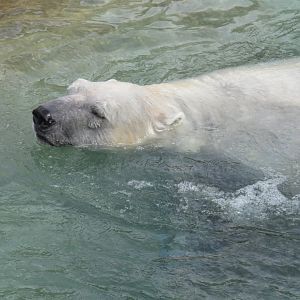 Polar bear